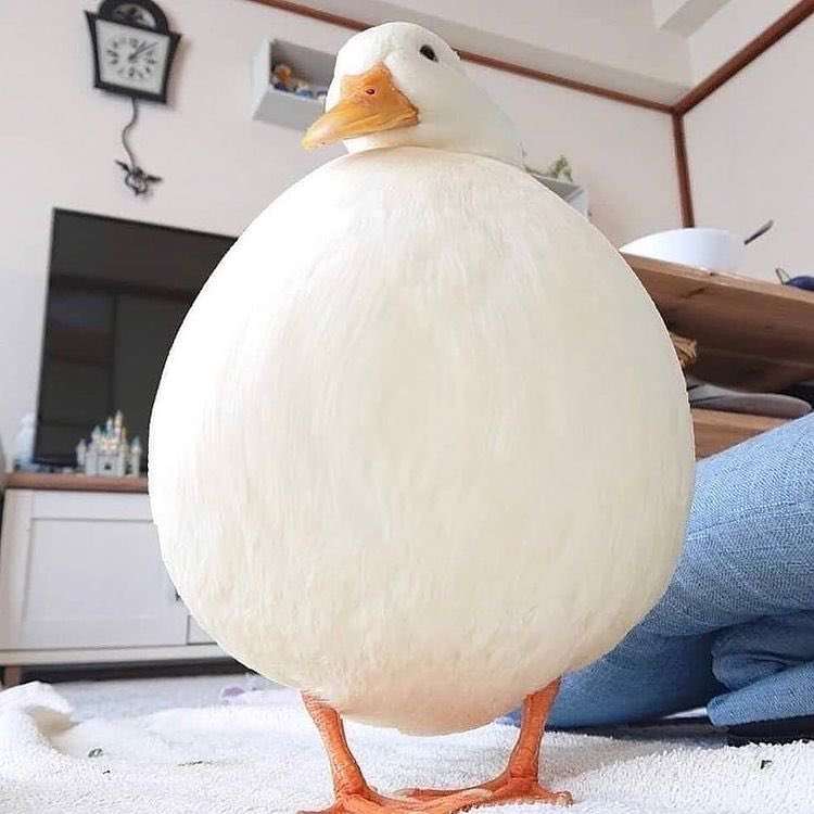 Bild einer sehr dicken, runden Ente