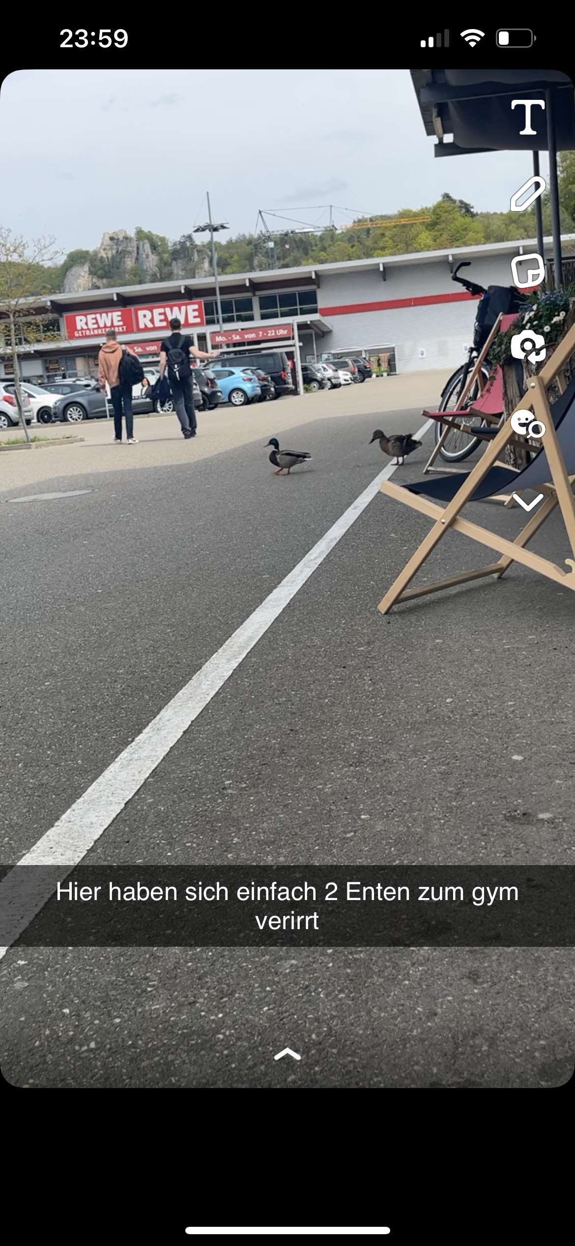 Ente steht vor gym