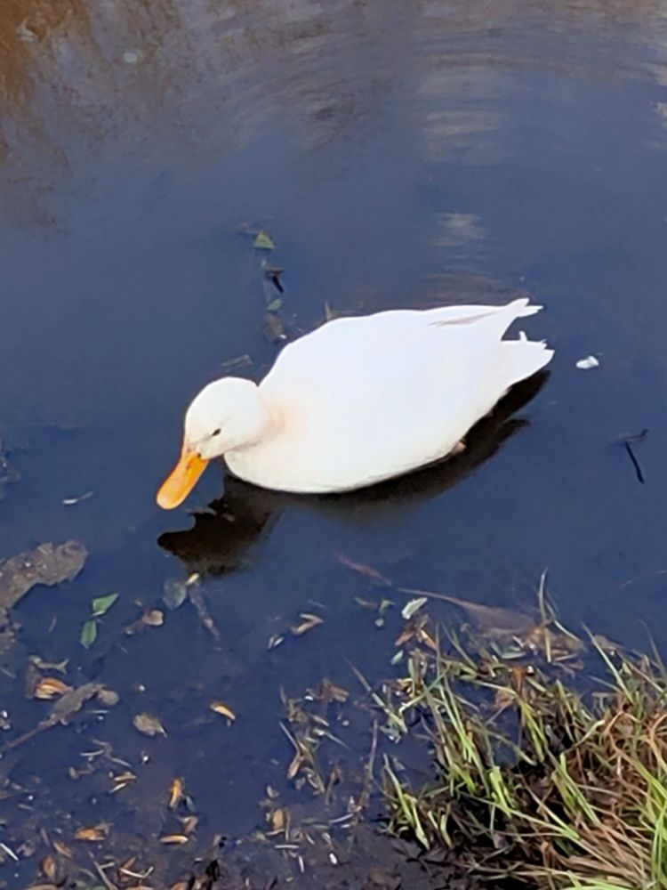 
            Eine Ente im Stadtpark
          