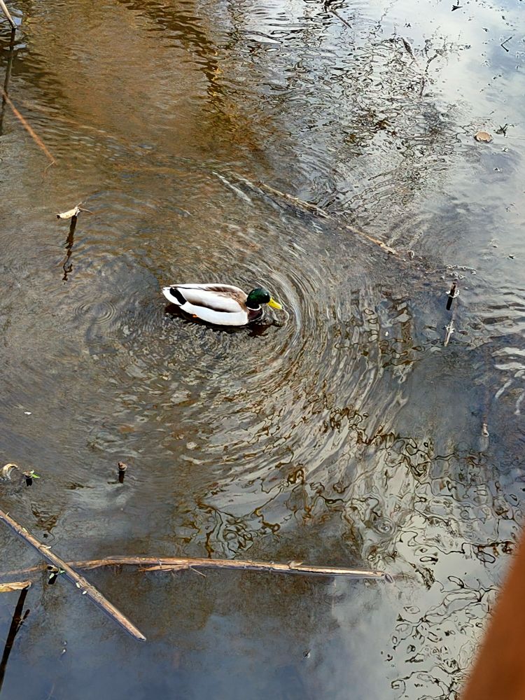 
            Noch eine Ente im Stadtpark
          