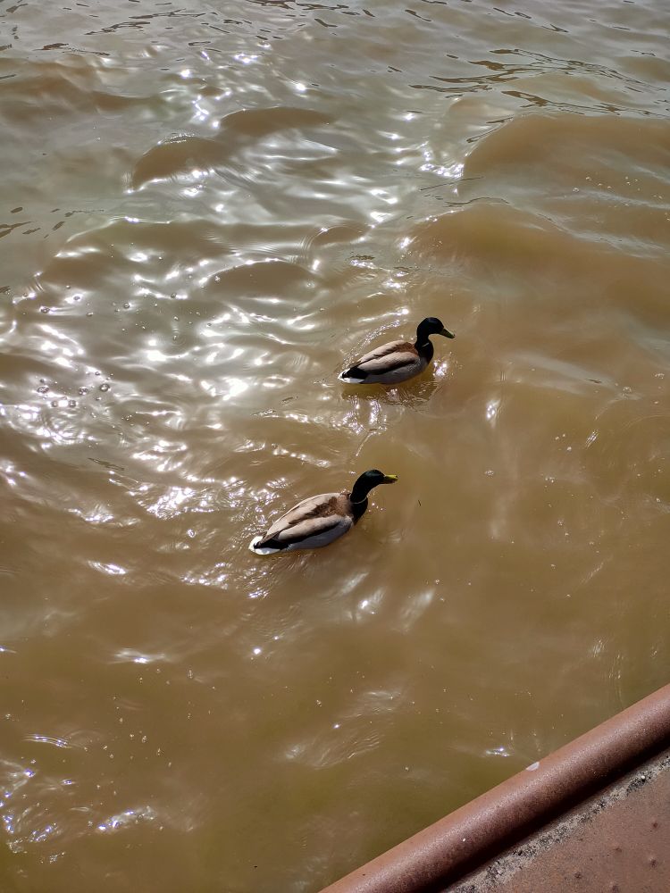 
            Ein Paar Enten in Leer
          