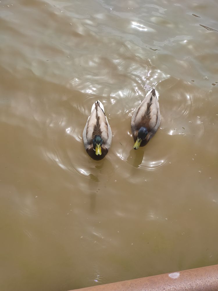 
            Hungrige Enten
          