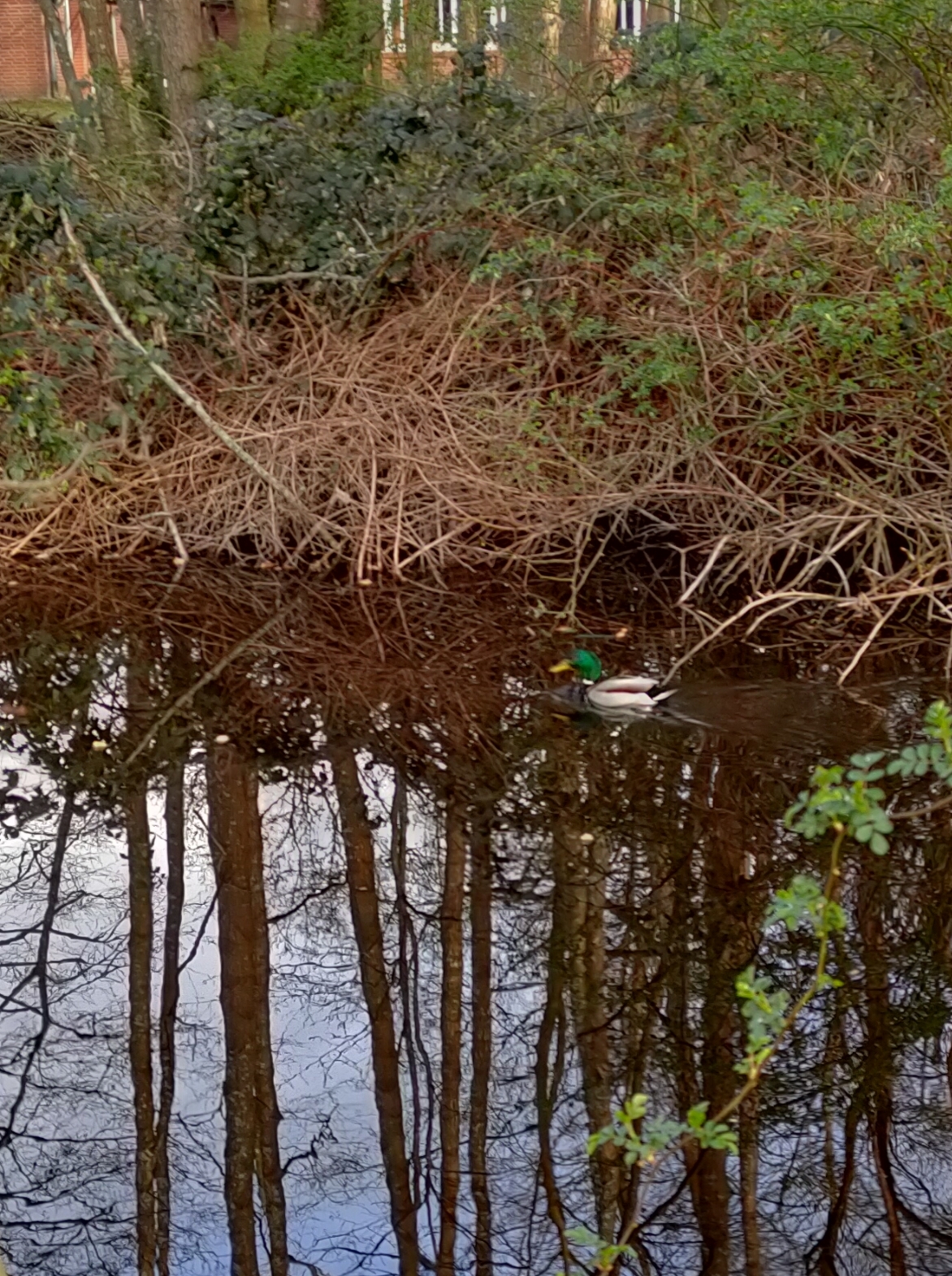 
            Stockente am Wasser
          