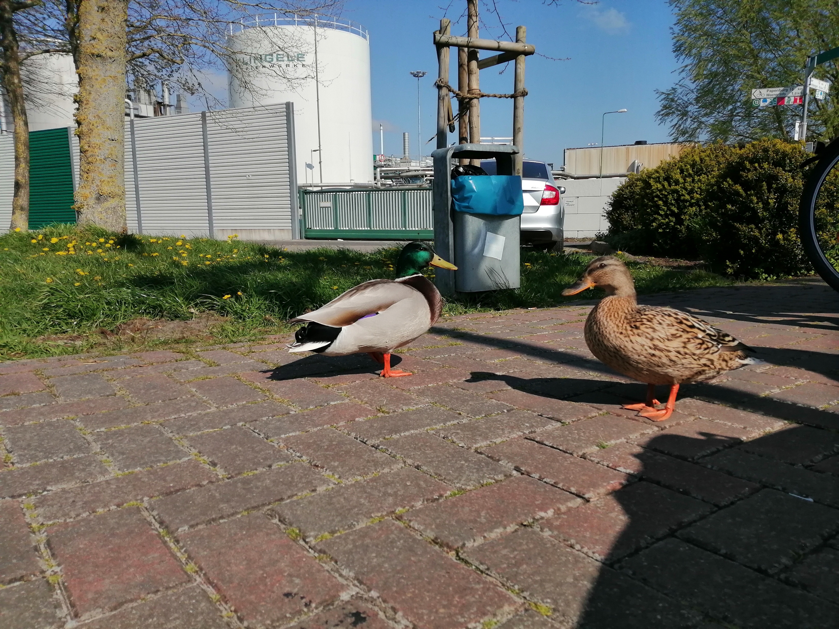 
            Enten am Rastplatz ð¦
          