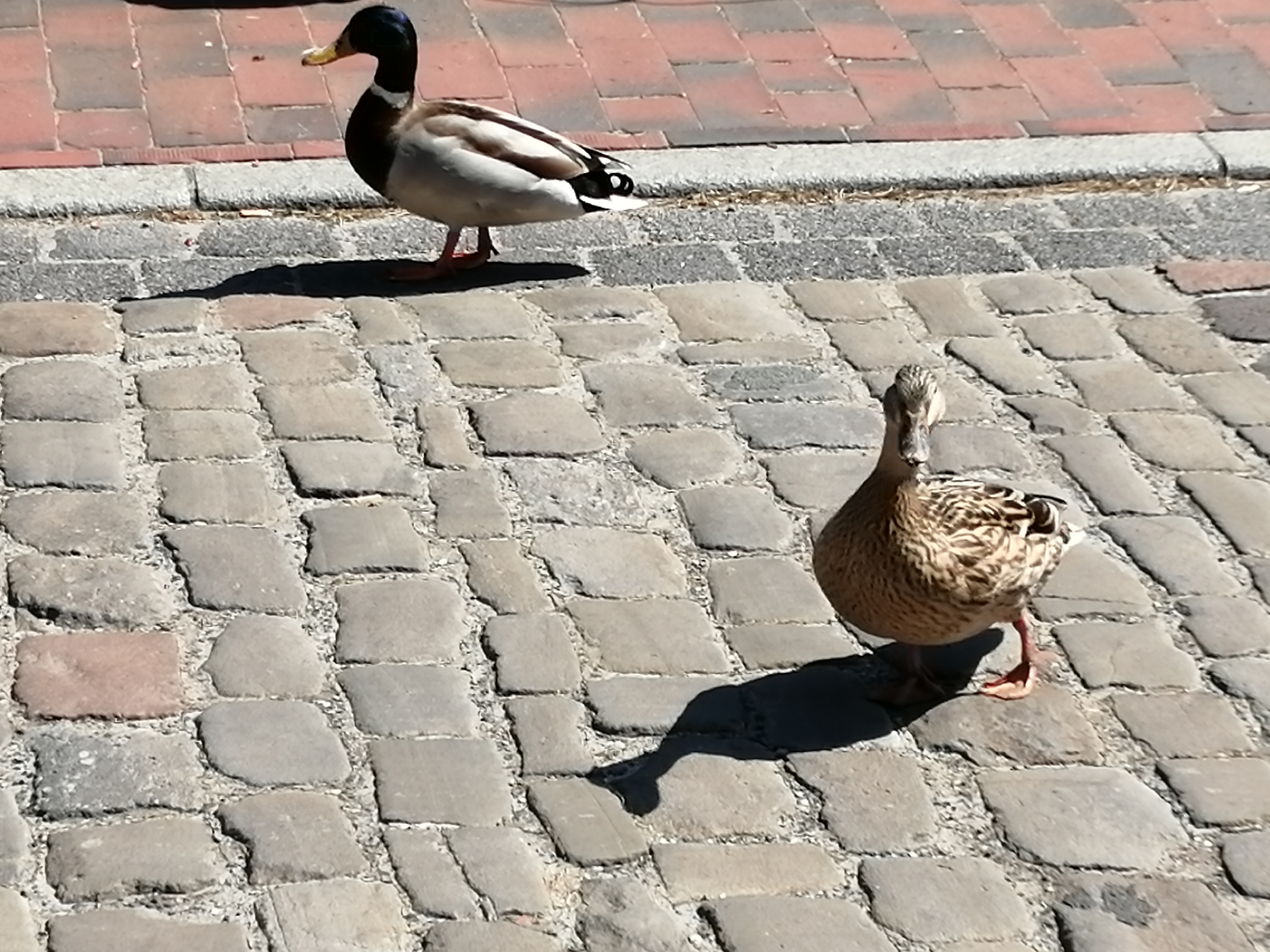 
            Zwei Enten schauen sich in der Stadt um          