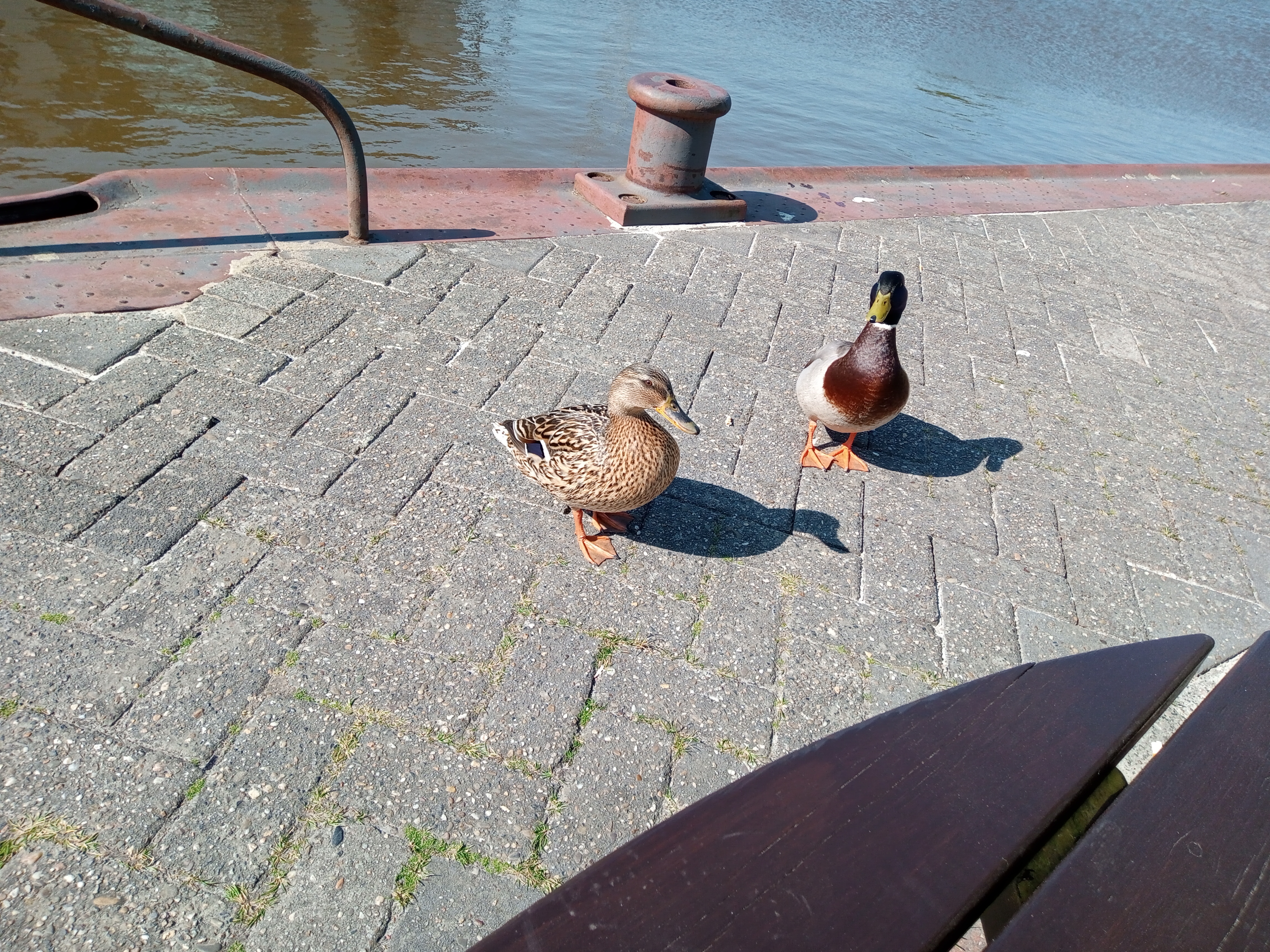 
            Hungriges Entenpaar in Weener
          