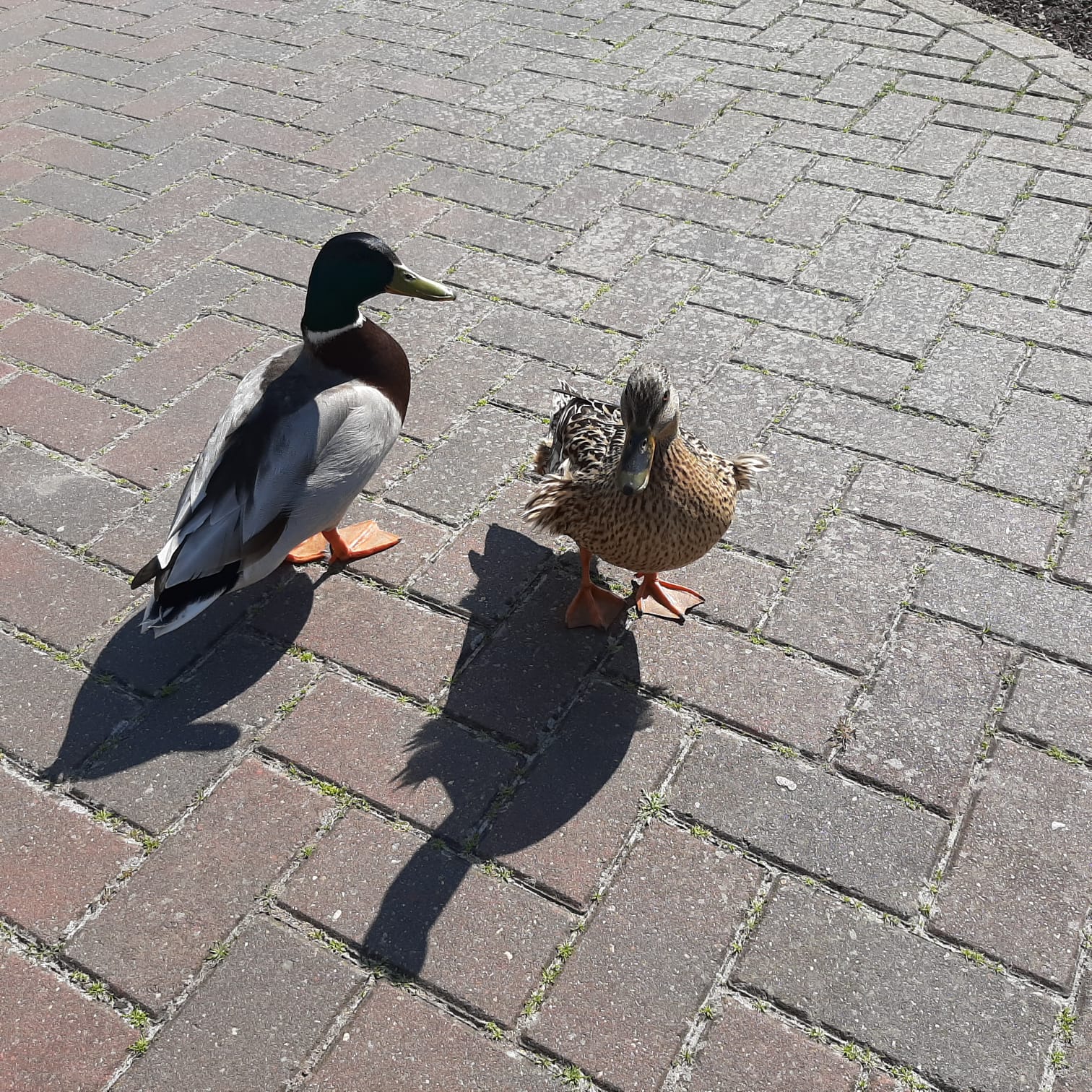 
            Ein Entenpaar in Weener
          
