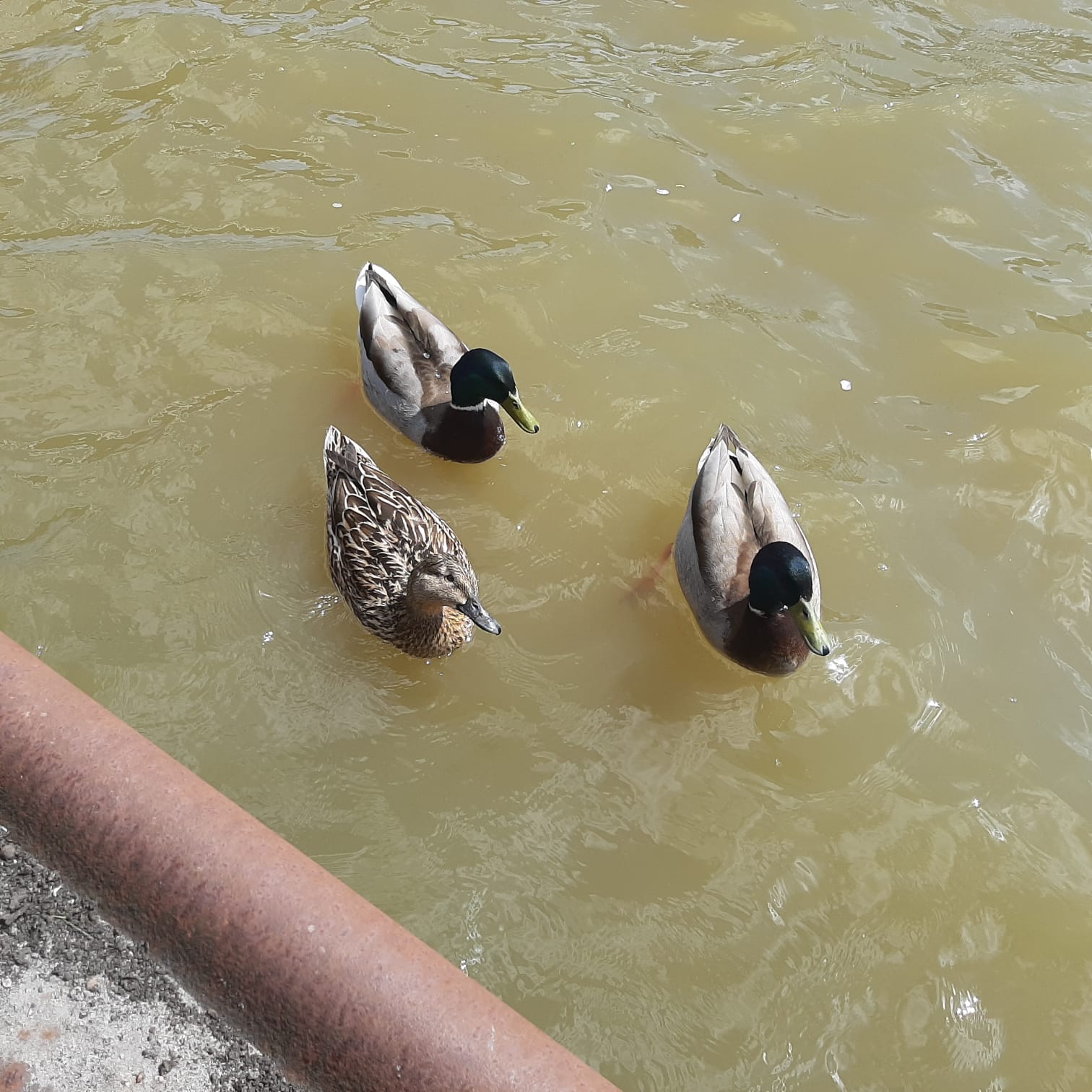 
            Drei Enten GenieÃen die Sonne
          