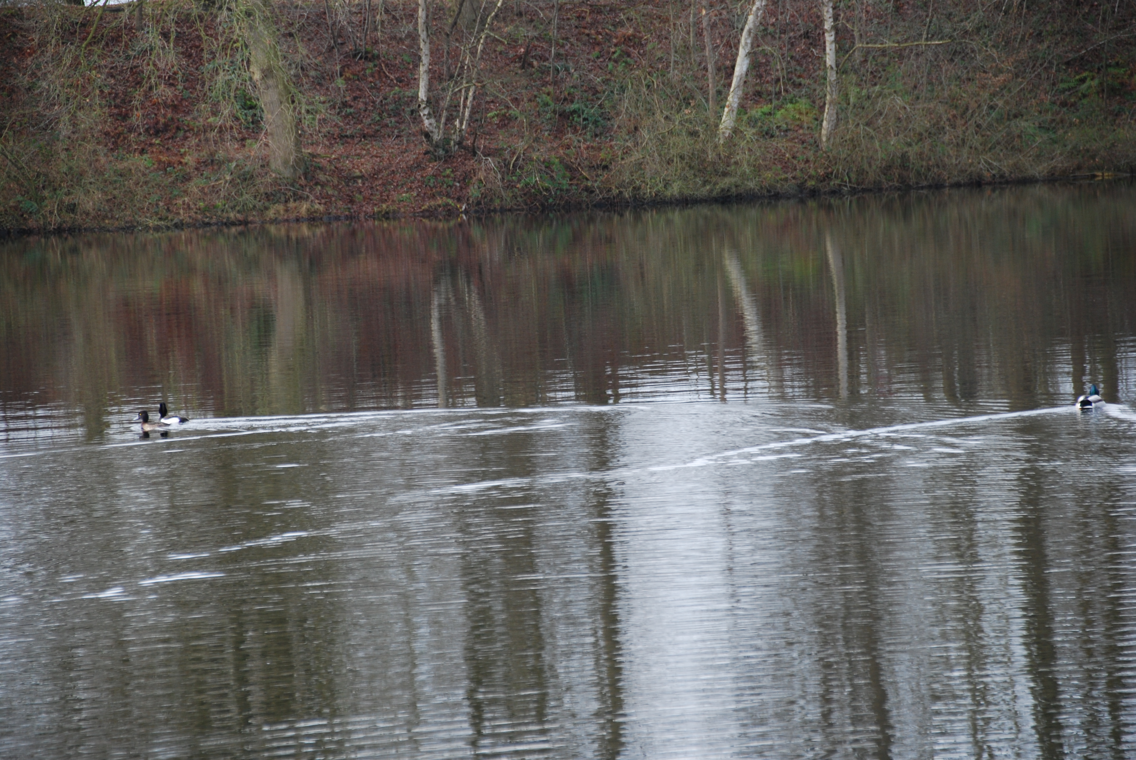 
            Enten bei der gesprengten BrÃ¼cke 3
          