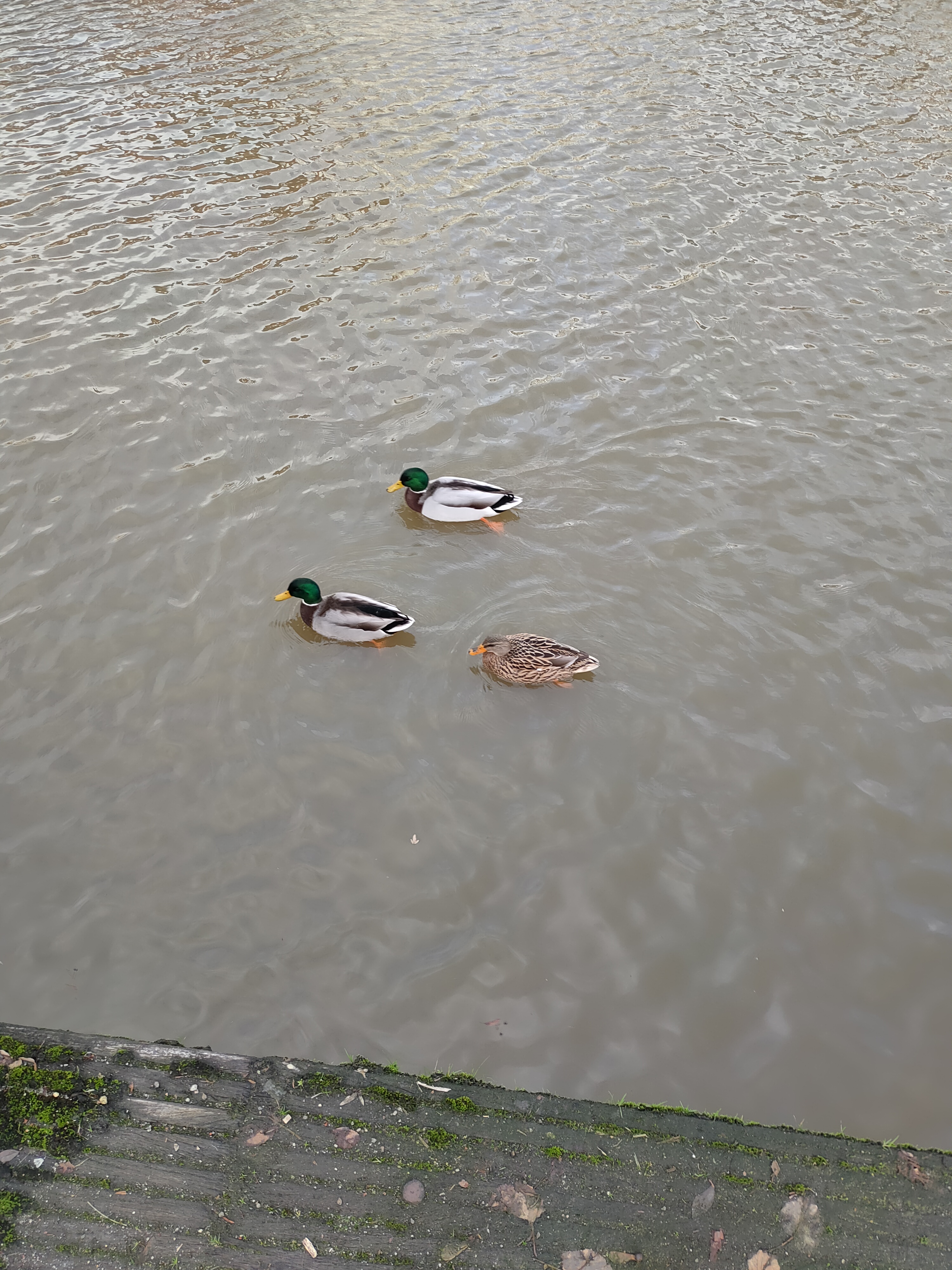 
            3 Enten in Weener
          