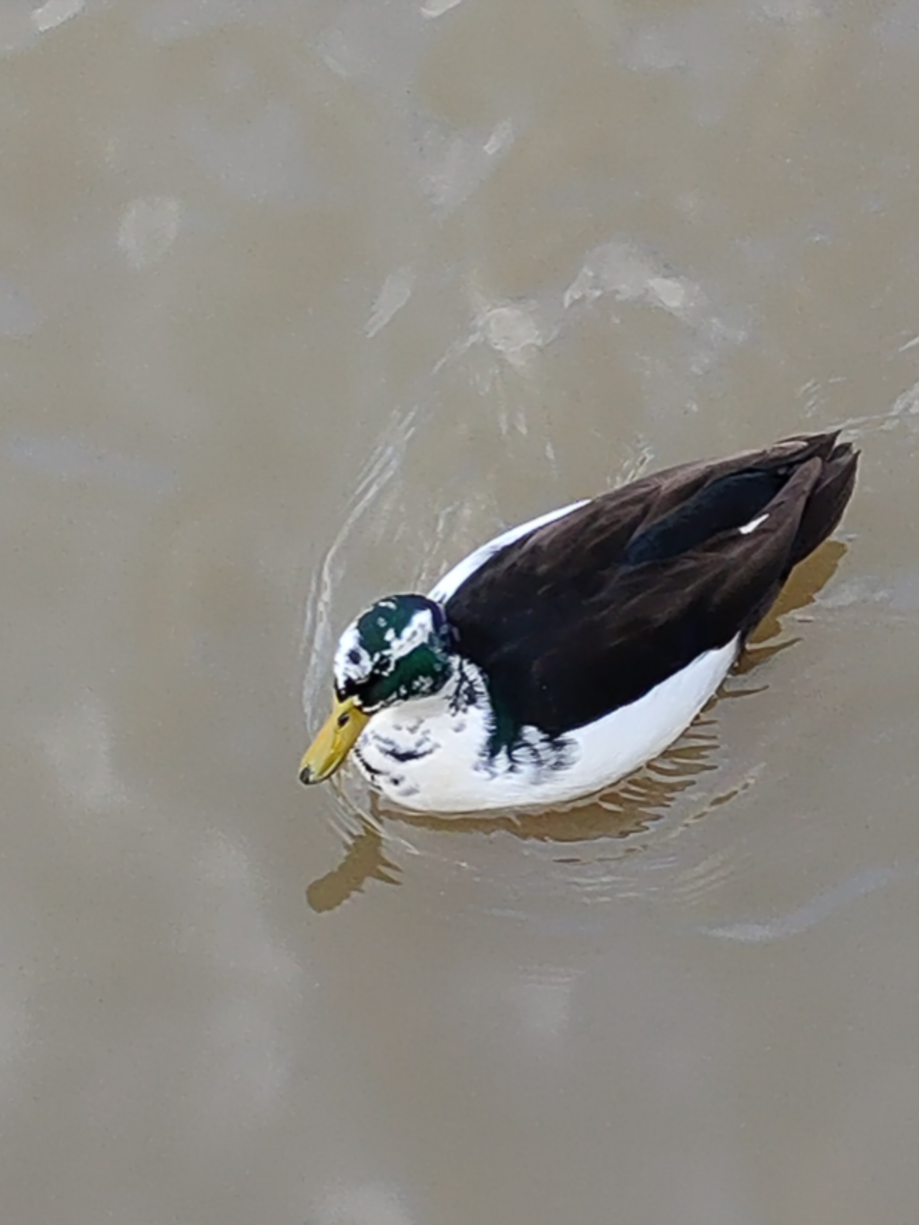 
            Gefleckte Ente am Schwimmen
          