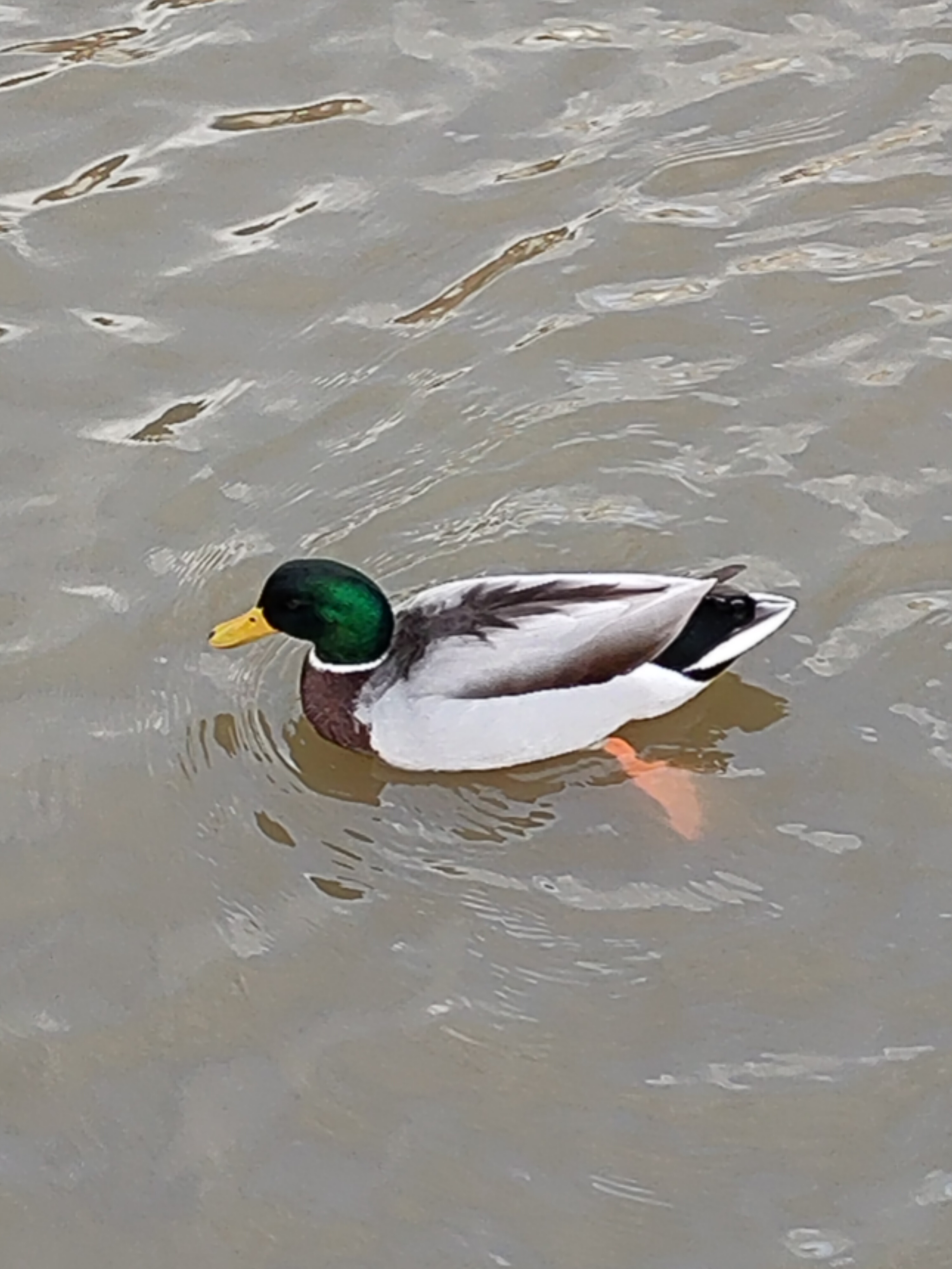 
            Eine Stockente schwimmt durch den Hafen
          