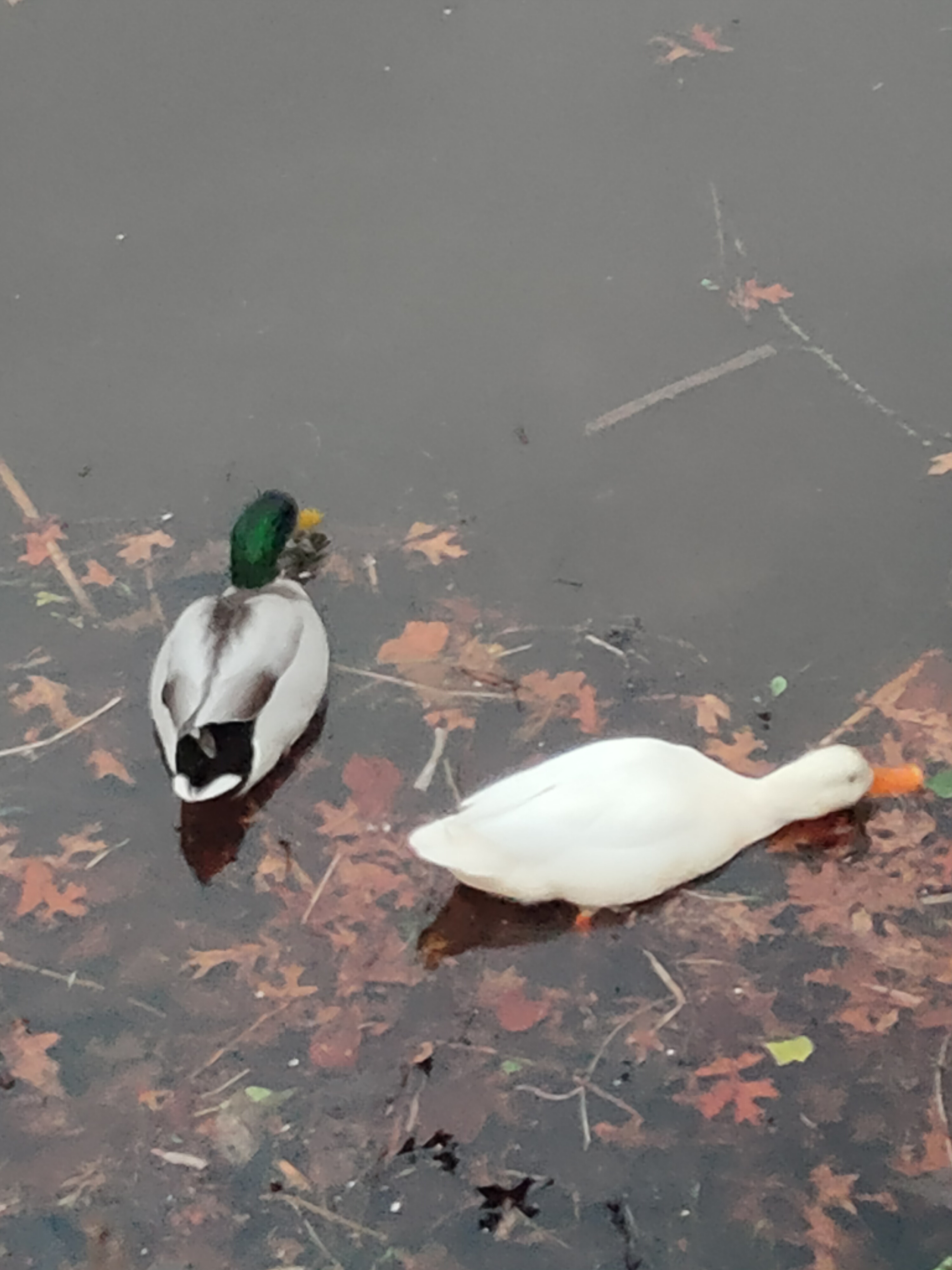 
            Plappern im Stadtpark
          