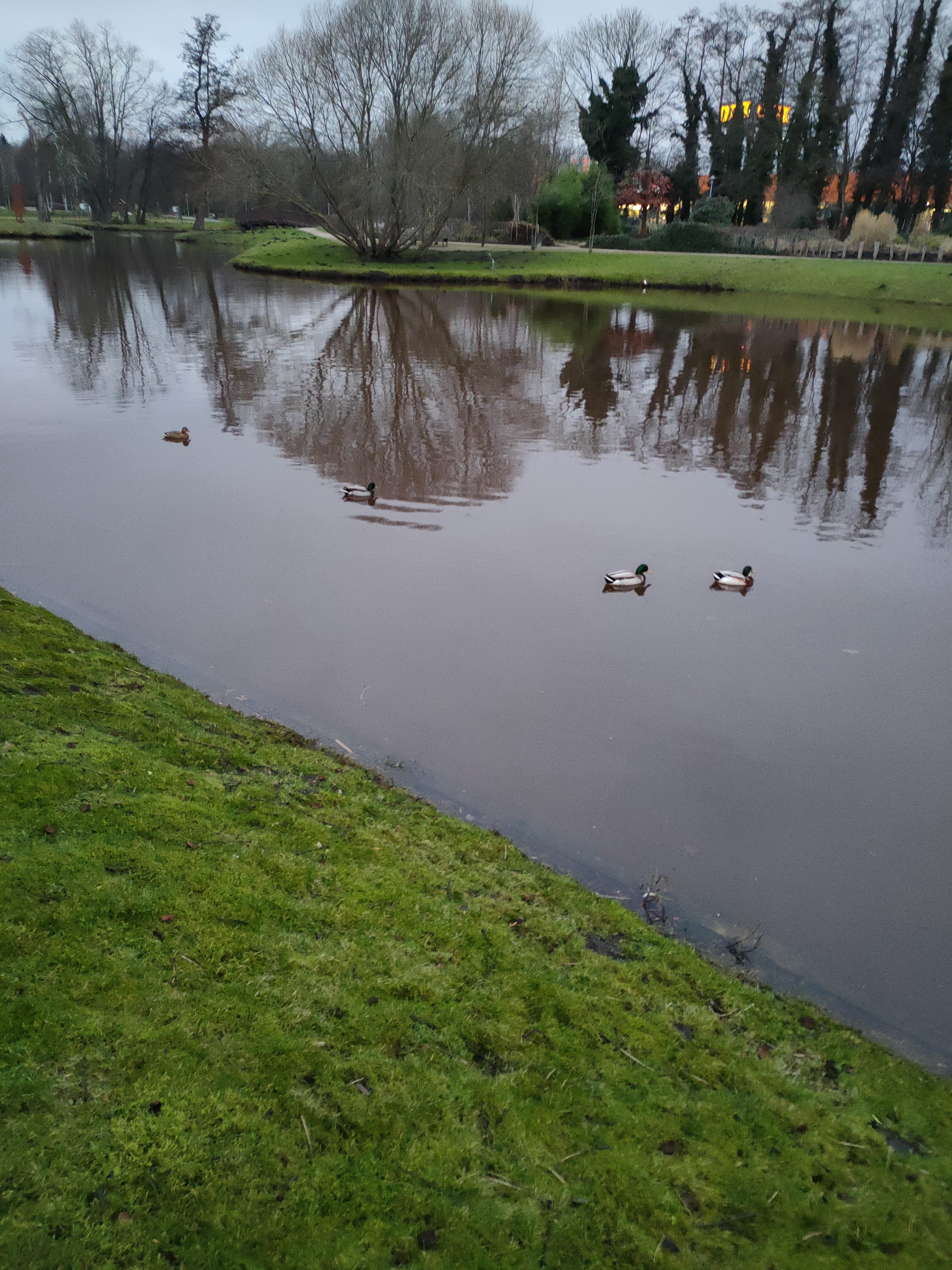 
            Enten auf einem See
          