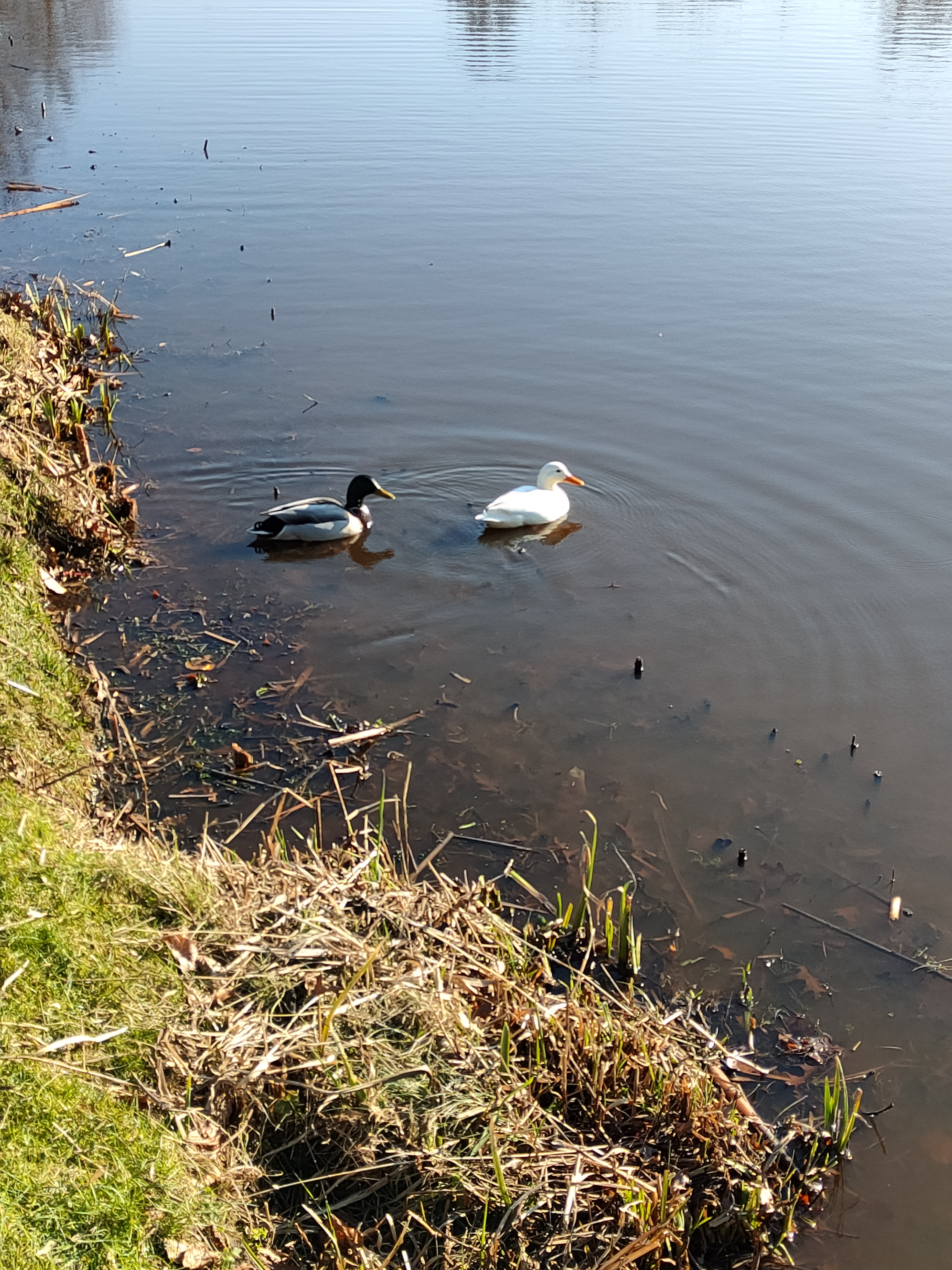 
            Enten im Stadtpark
          