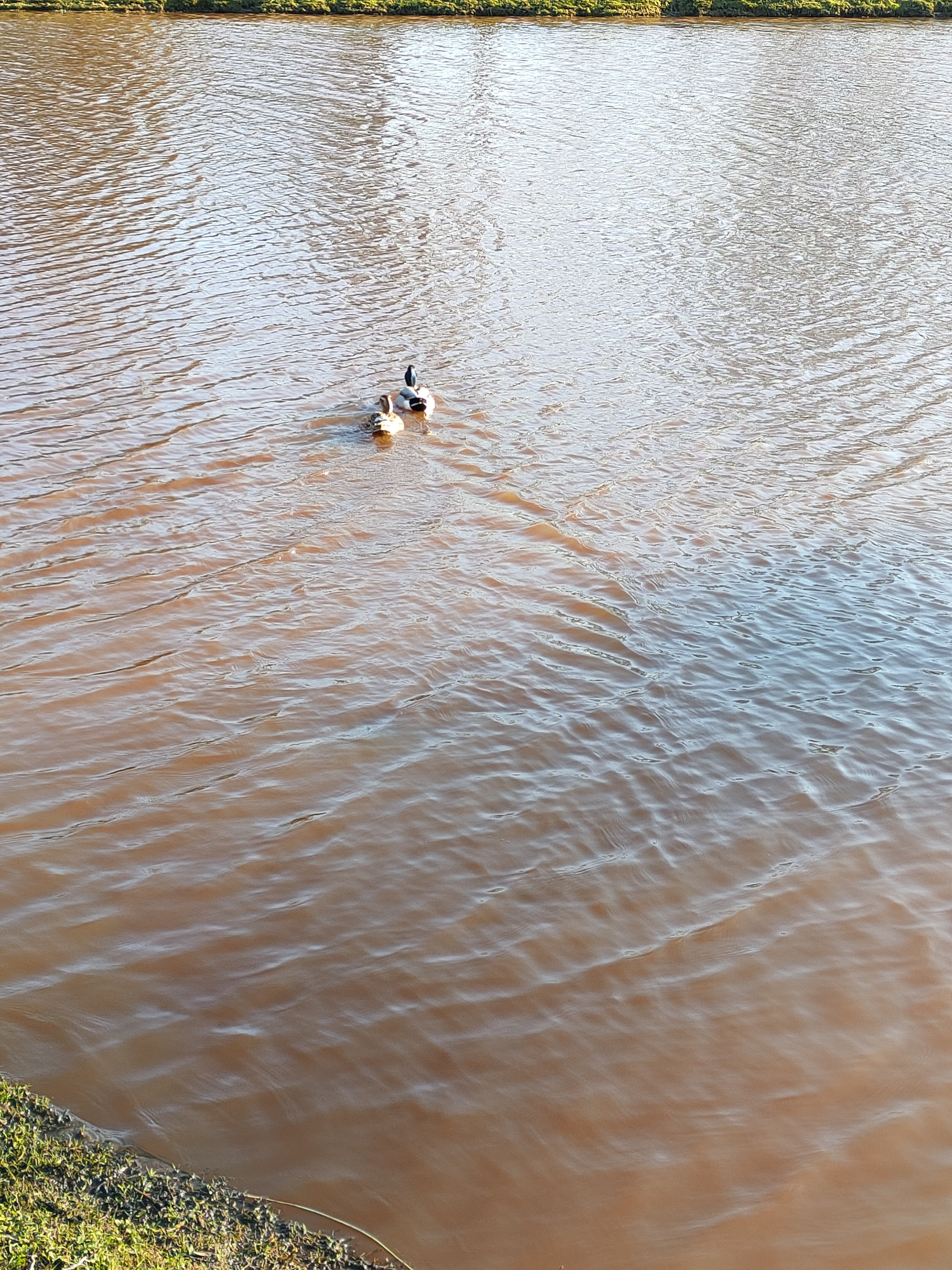 
            Enten im Stadtpark
          