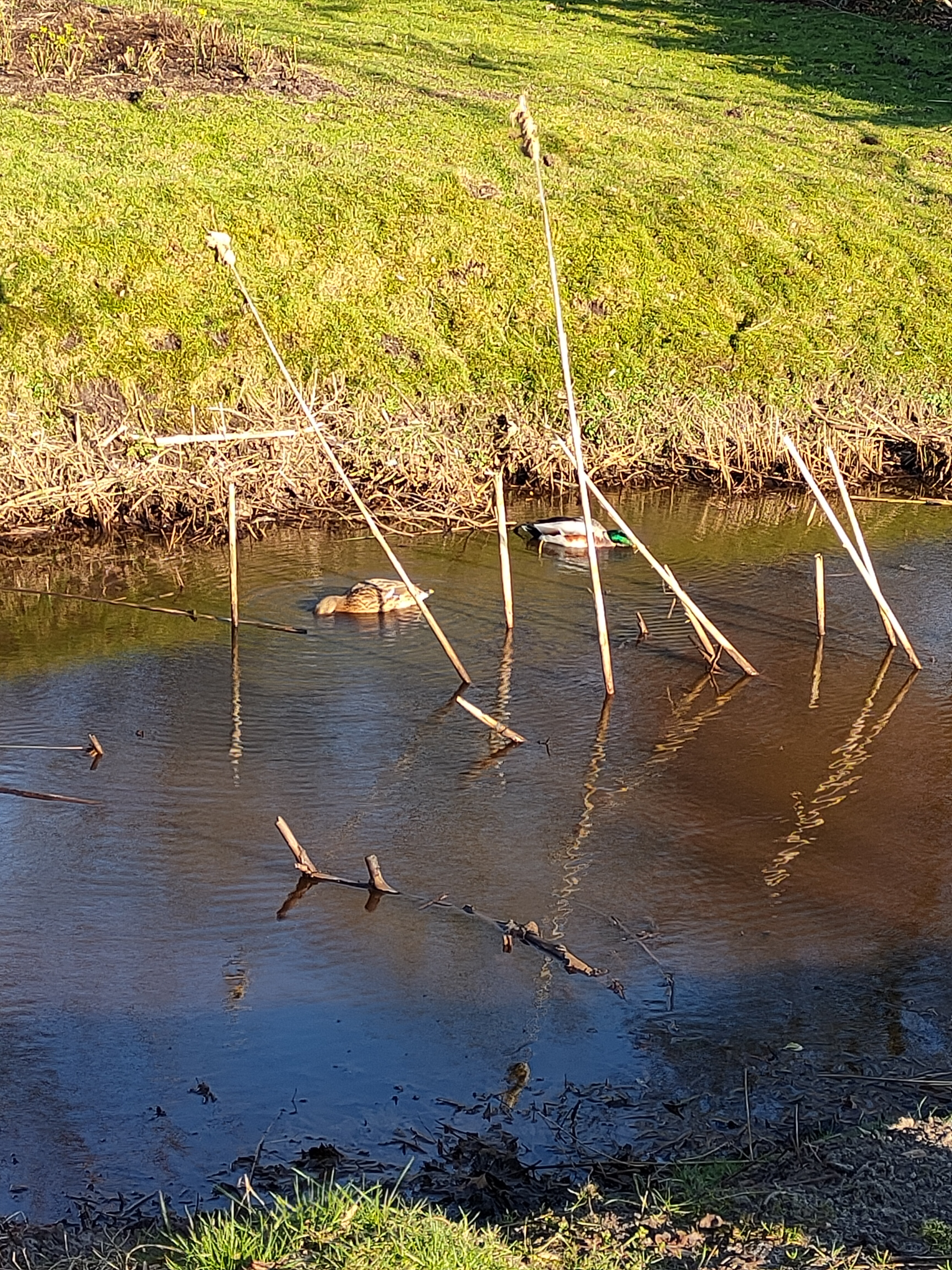 
            Enten im Stadtpark
          