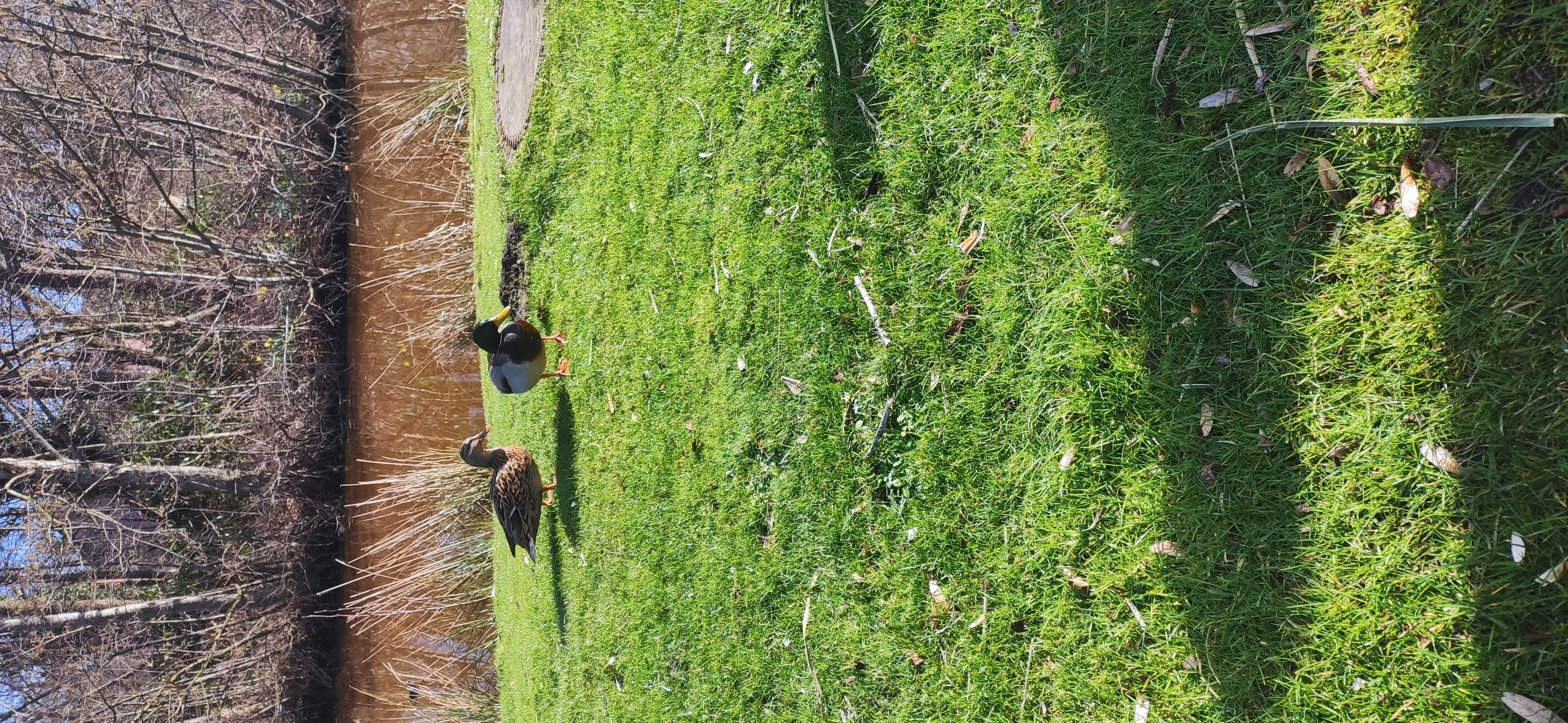 
            Enten Im Stadtpark
          