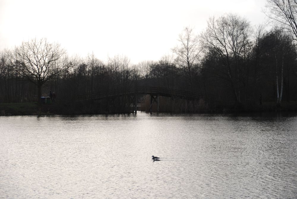 
            Enten im Volkspark (Papenburg)
          