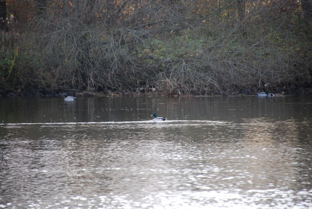 
            Enten auf der Ems
          