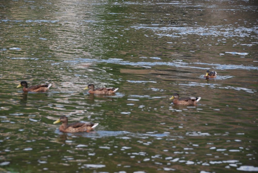 
            FÃ¼nf enten in Cochem
          