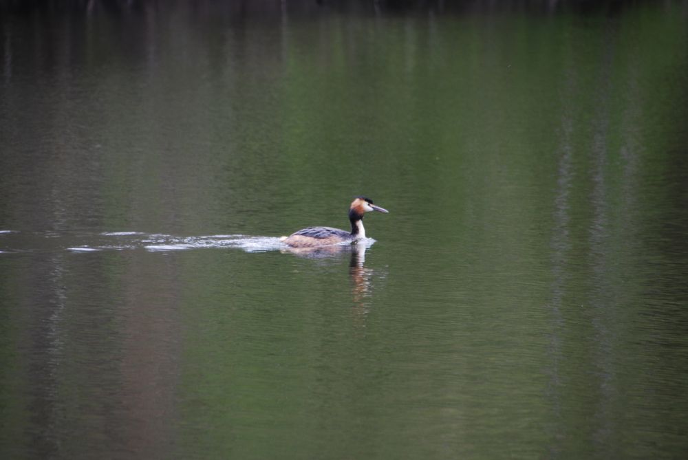 
            Ente auf der alten Ems
          