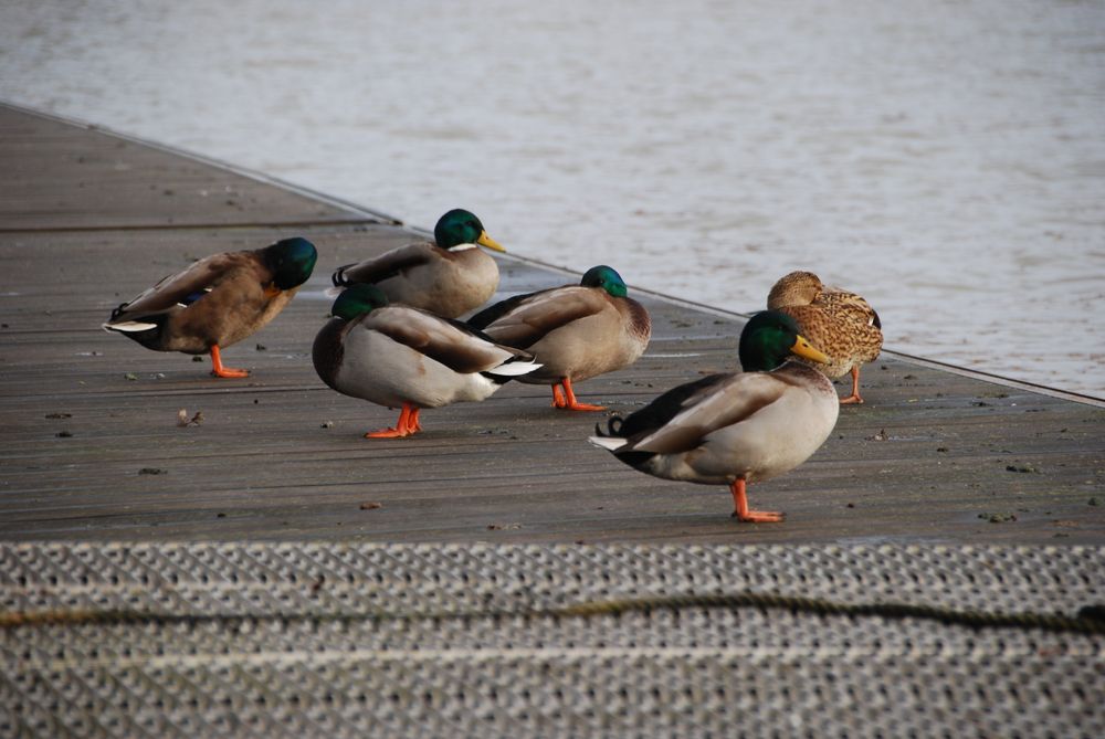 
            Enten im alten Hafen Leer 4
          