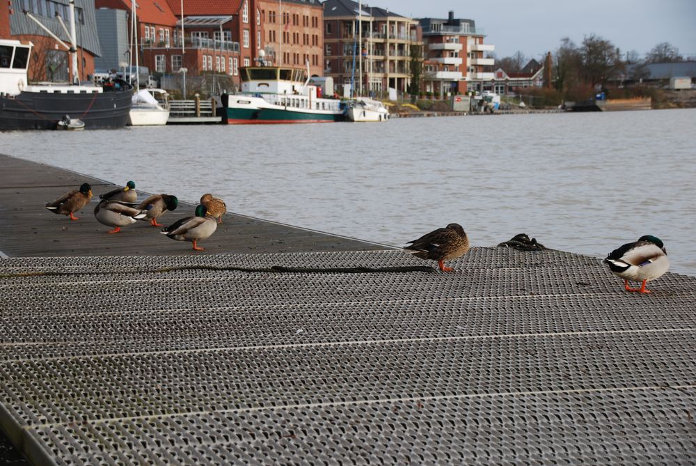 
            Enten im alten Hafen Leer 3
          