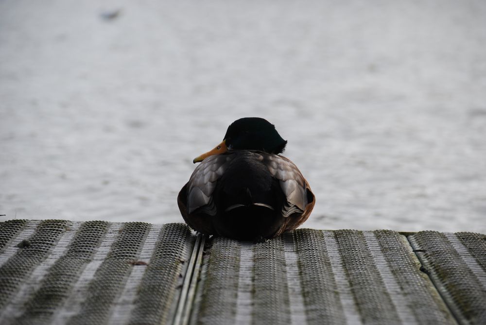 
            Enten im alten Hafen Leer 2
          