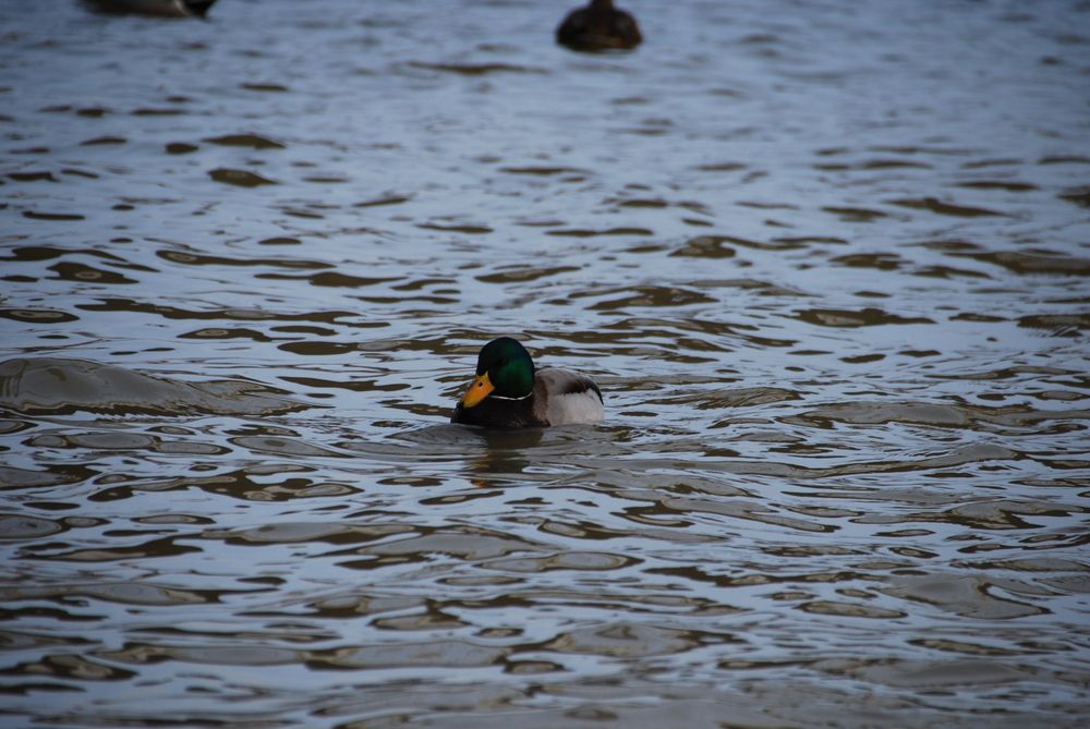 
            Enten im alten Hafen Leer 1
          