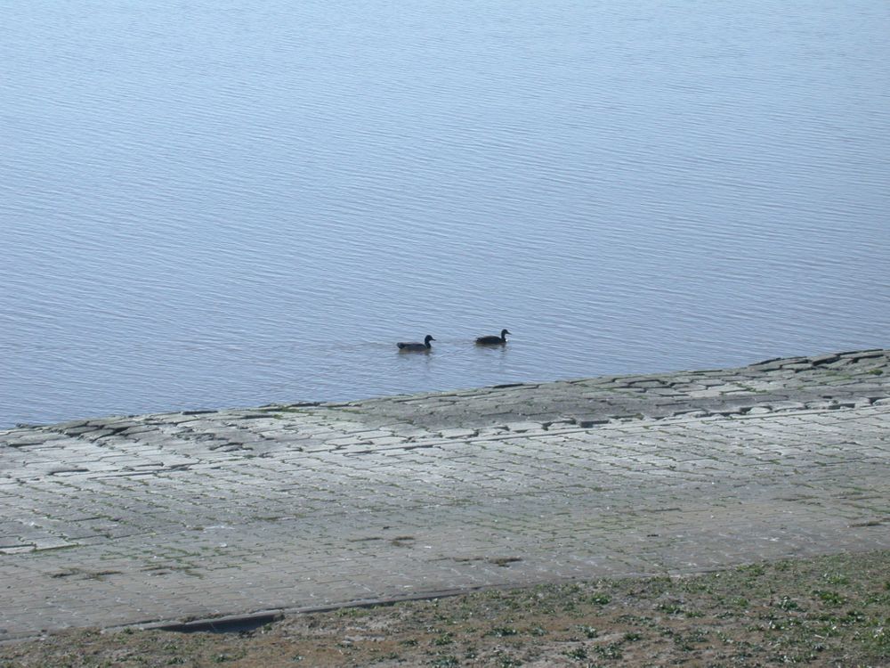 
            Enten bei der EmsmÃ¼ndung
          