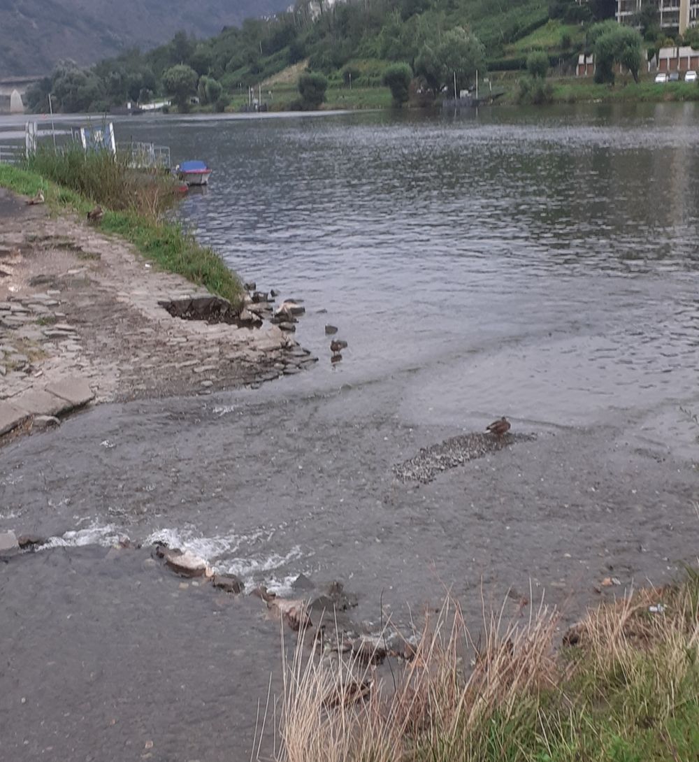 
            Ente in Strom vom Fluss (Cochem)
          