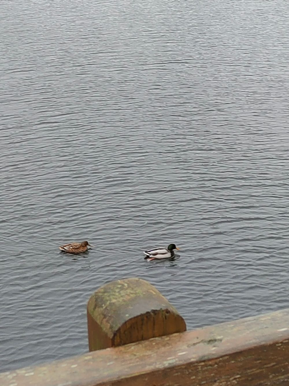 
            Enten vor einer BrÃ¼cke
          