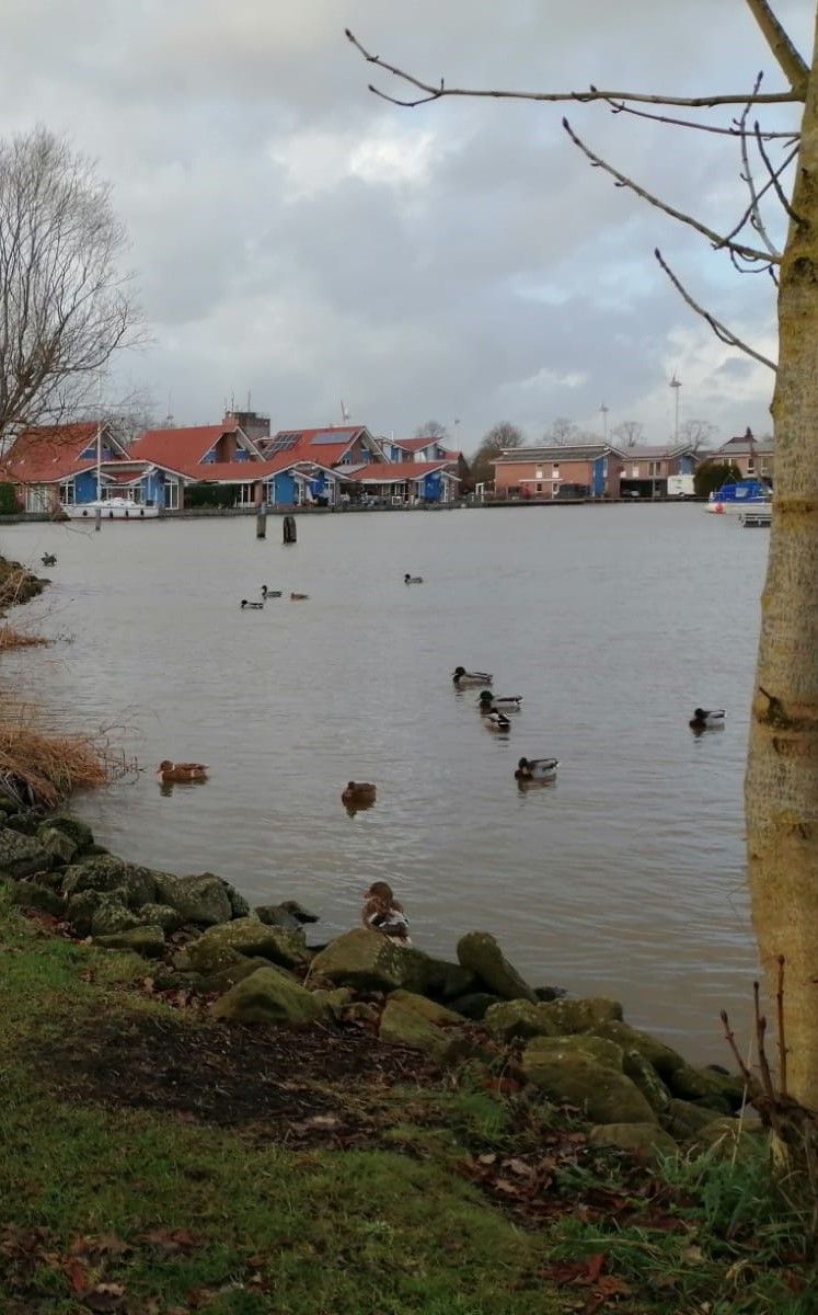 
            Viele Enten vor Bunten HÃ¤usern
          