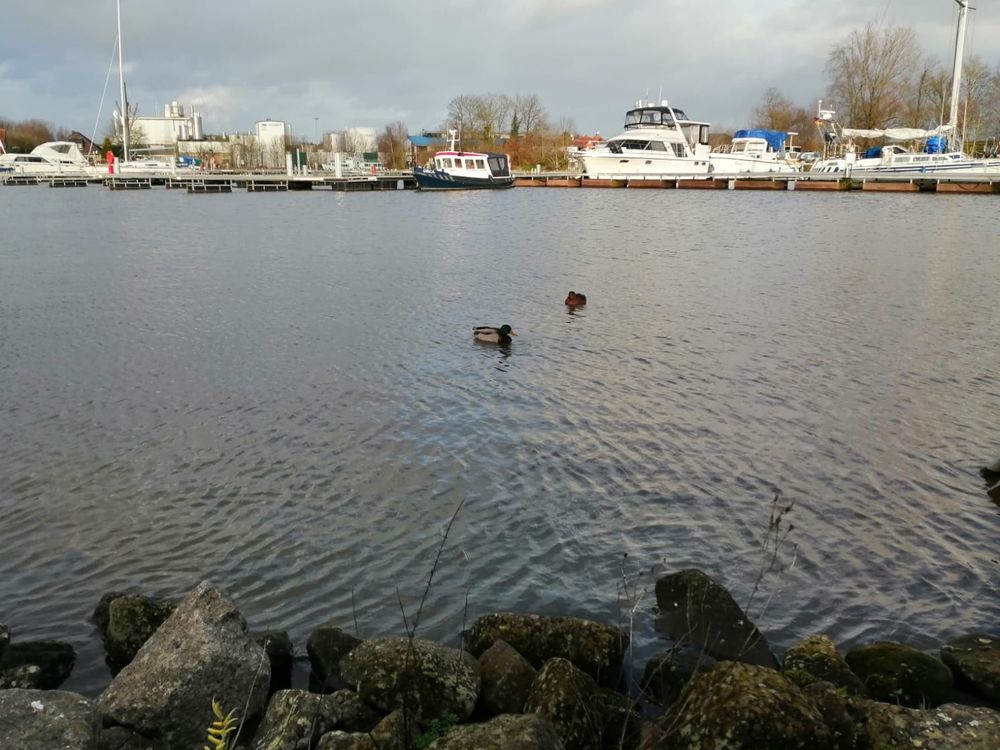 
            Zwei Enten vor Booten 
          